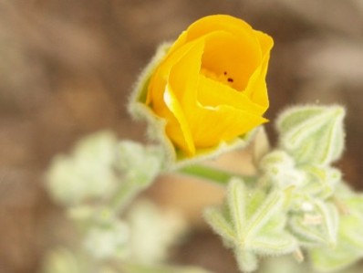 Abutilon palmeri