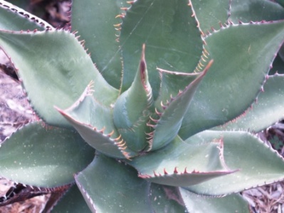 Agave shawii
