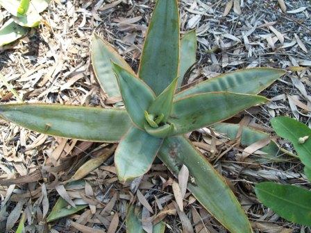 Aloe striata