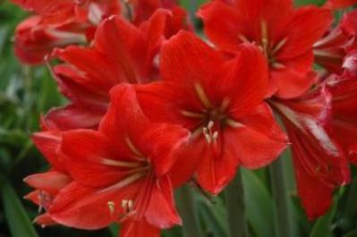 Hippeastrum