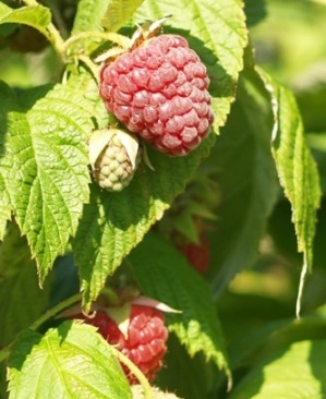 Bababerry Raspberry - Rubus idaeus 'Bababerry'