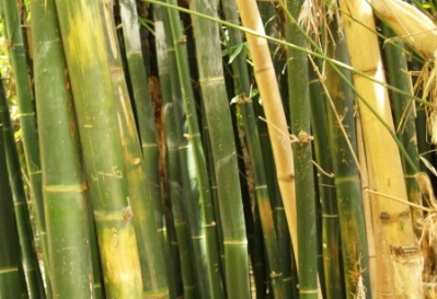 Bambusa oldhamii