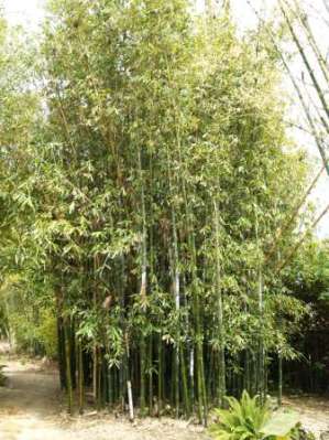 Bambusa oldhamii