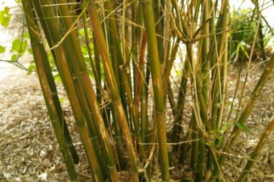 Bambusa textilis
