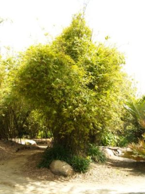 Bambusa textilis