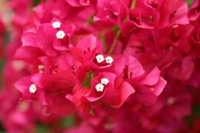 Bougainvillea spp 'Barbara Karst'