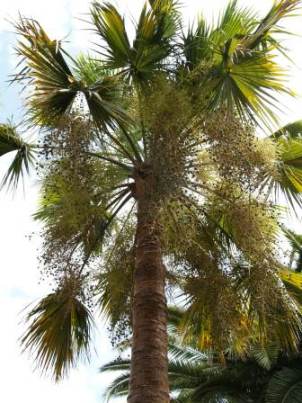 Brahea brandegeei 