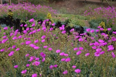 Calandrinia spectabilis