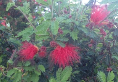 Calliandra californica