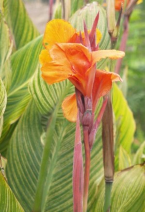 Canna 'Pretoria'