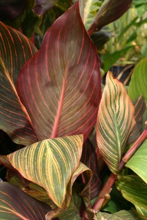 Canna 'Tropicanna'