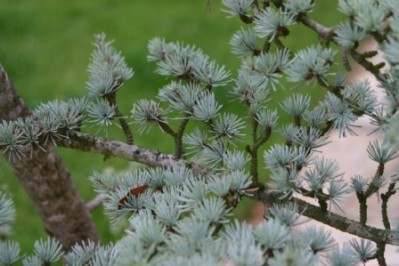Cedrus atlantica - Atlas Cedar