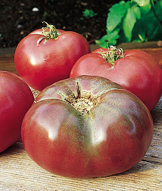 Cherokee Purple Tomato - Solanum lycopersicum 'Cherokee Purple'