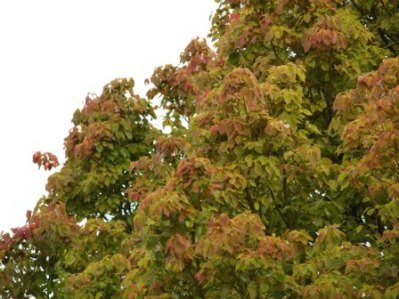 Camphor Tree - Cinnamomum camphorum