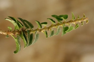 Congesta Ivy - Hedera helix 'Congesta'