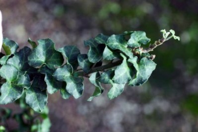 Conglomerata Ivy - Hedera helix 'Conglomerata'