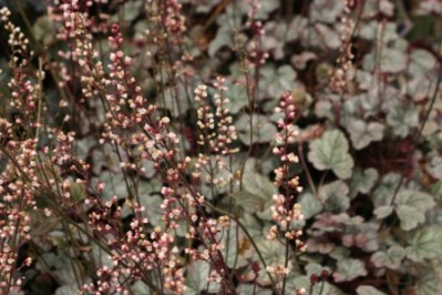 Heucera Coral Bells Silver Scrolls