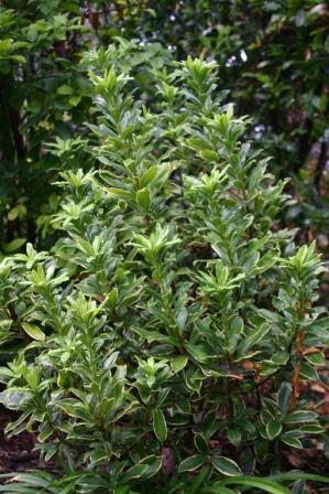 Winter Daphne - Daphne odora 'Aureo-marginata'