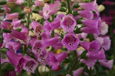 Digitalis purpurea