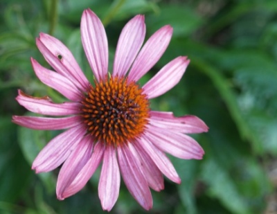 Echinacea purpurea