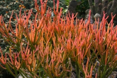 Euphorbia tirucalli 'Sticks on Fire'
