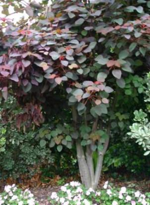 Plant Care Reminders for Trees in Zone 24