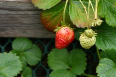 Sequoia Strawberries