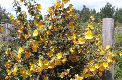 Fremontodendron californicum