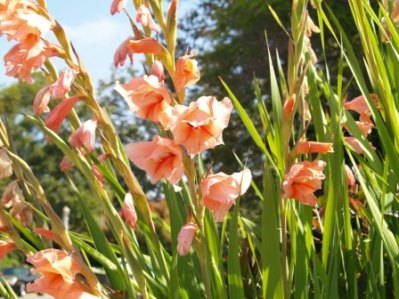 Gladiolus spp