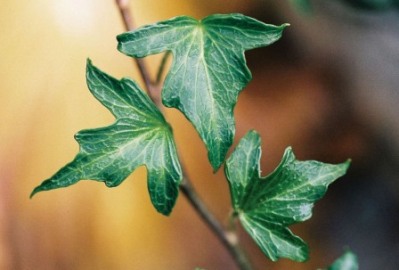 Anita Ivy - Hedera helix 'Anita'