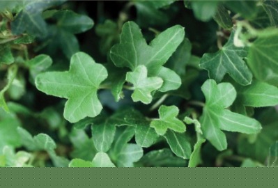 Duck Foot Ivy - Hedera helix 'Duck Foot'