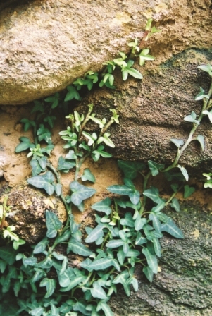 Spetchley Ivy - Hedera helix 'Spetchley'