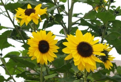 Helianthus