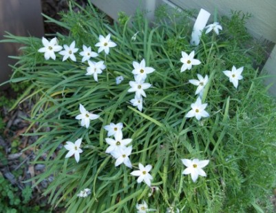 Ipheion uniflorum