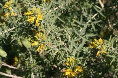 Isomeris arborea