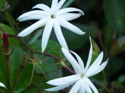 Angel-wing Jasmine - Jasminum nitidum