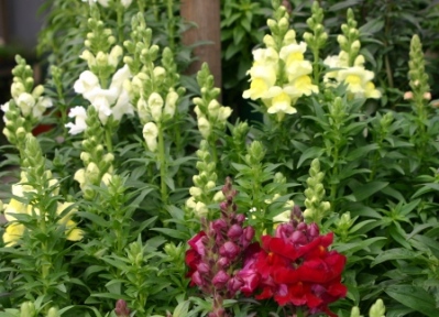Snapdragon - Antirrhinum