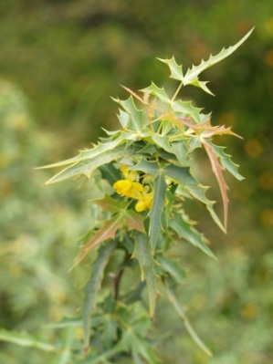 Mahonia nevinii