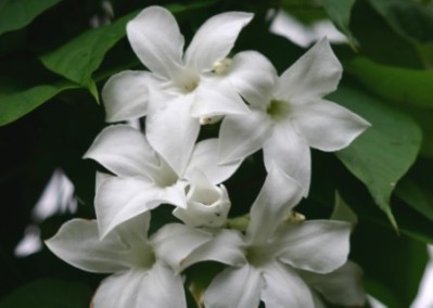 Chilean Jasmine - Mandevilla laxa