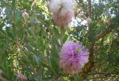 Melaleuca nesophilia - Photo Courtesy Plant Nerd
