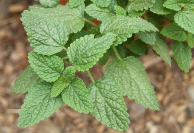 Melissa offinalis - Lemon Balm