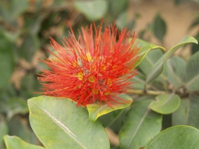 New Zealand Christmas Tree - Metrosideros