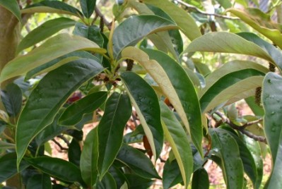Michelia doltsopa