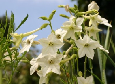 Nicotiana alata grandiflora