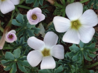Oxalis flava - photo by Ron Vanderhoff