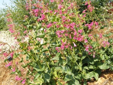 Penstemon pseudospectabilis - Desert Penstemon