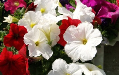 Petunia spp