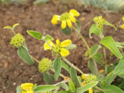 Phlomis fruticosa