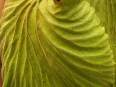 Platycerium ridleyi