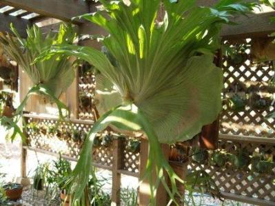Platycerium superbum